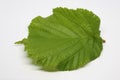 Image of Hazelnut leaf on white.