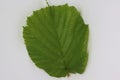 Image of Hazelnut leaf on white. Royalty Free Stock Photo