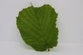 Image of Hazelnut leaf on white. Royalty Free Stock Photo