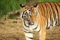 Image of the head of an adult tiger