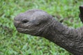 Image of the head of a giant tortoise in the Galapagos Islands Royalty Free Stock Photo