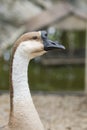 Image of head white goose. Royalty Free Stock Photo