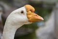 Image of head white goose. Royalty Free Stock Photo