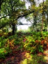Forest and ferns in the rain Royalty Free Stock Photo