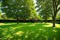 Heather green ivy, helix, Goldchild carpet on deciduous tree. The original texture of ordinary green ivy