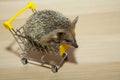 Image of hedgehog trolley wooden desk Royalty Free Stock Photo