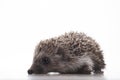 Image of hedgehog white background