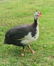 Image of Helmeted guineafowl, guineahen walking on the lawn. Royalty Free Stock Photo