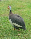 Image of Helmeted guineafowl, guineahen walking on the lawn.