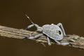 Image of Hemiptera bug on a brown branch. Insect. Royalty Free Stock Photo
