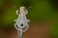 Image of Hemiptera bug on a brown branch. Insect. Animal