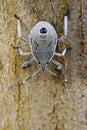 Image of Hemiptera bug on tree. Insect. Royalty Free Stock Photo