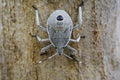 Image of Hemiptera bug on tree. Insect. Royalty Free Stock Photo