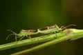 Image of Hemiptera Green Legume Pod Bug on nature background. Royalty Free Stock Photo