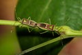 Image of Hemiptera Green Legume Pod Bug on nature background. Royalty Free Stock Photo