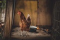Image - Hen standing in dirty hen house on sunny day. Illuminated Hen with natural light posing to camera in farmyard garden. Royalty Free Stock Photo