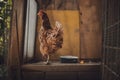 Image - Hen Standing In Dirty Hen House On Sunny Day. Illuminated Hen With Natural Light Posing To Camera In Farmyard Garden.