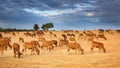 A Herd of Brown Cows