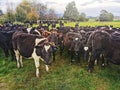 An image of herd of calves on a green grass paddock