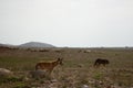 two herd dogs are watching over the sheeps Royalty Free Stock Photo