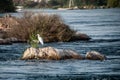 Image of heron Bird standing calmly on the banks of the Nile river at Aswan, Egypt Royalty Free Stock Photo