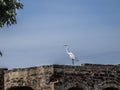 Image of a heron on a brick wall with a blue sky background