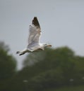 Herring gull in flight