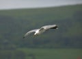 Herring gull in flight