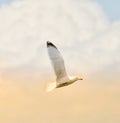 Herring gull in flight