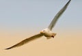 Herring gull in flight over the coast Royalty Free Stock Photo