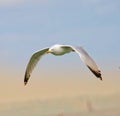 Herring gull in flight Royalty Free Stock Photo