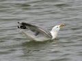 Herring gull on the ocean Royalty Free Stock Photo