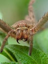 image of a heteropoda venatoria spider shell Royalty Free Stock Photo