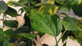 An Image of a hibiscus tree leaf or gudhal tree leaf