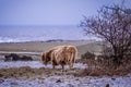 Highland Cow feeding - Snow Scene Royalty Free Stock Photo