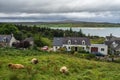 Image of highland cows near a village on the shores of Kyle of Tongue, north west Scotland Royalty Free Stock Photo