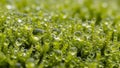 Image highlights the intricate details and textures of the moss emphasizing Royalty Free Stock Photo