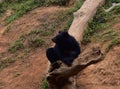 This is an image of a Himalayan black bear