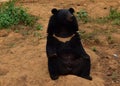 This is an image of Himalayan black bear.