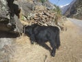 A image of Himalayan Yak Royalty Free Stock Photo