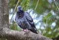 Image of Homing pigeon, domestic pigeon, Columba livia domestica, rock pigeon