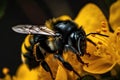 Image of honey bee sucking nectar on a yellow flower on natural background. Insect. Generative ai