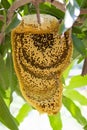 Image of honey and honeycomb.