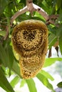 Image of honey and honeycomb.