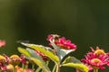 Image of a honeybee approaching with a green leaf with partly blurred red yellow flowers