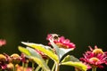 Image of a honeybee approaching with a green leaf with partly blurred red yellow flowers