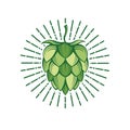 Image of hops Royalty Free Stock Photo