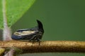 Image of Horned Treehopper & x28;Membracidae& x29;. on branch.