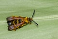 Image of a Hornet moth Sesia apiformis female on green leaves.