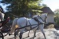 Horse Carriage ride at Colonial Williamsburg Royalty Free Stock Photo